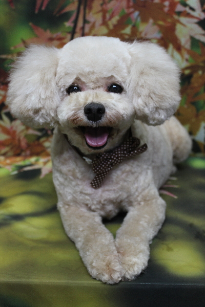 千葉県鎌ケ谷市のトイプードルのトリミング画像