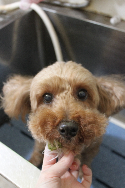 千葉県船橋市のトイプードルの歯磨き画像
