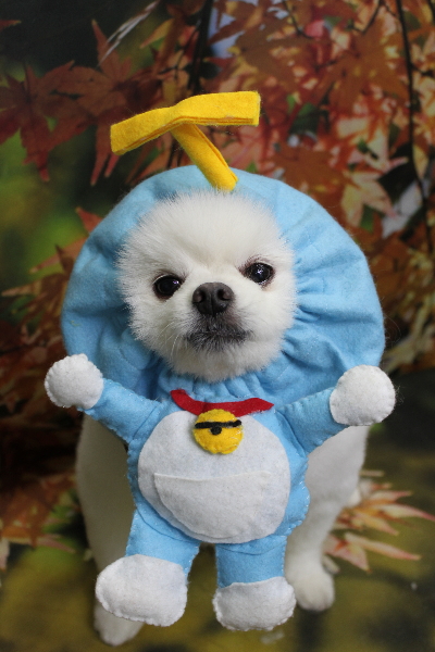 千葉県船橋市のポメラニアンのトリミング画像