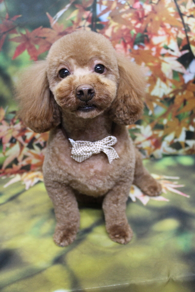 千葉県船橋市のトイプードルのトリミング画像