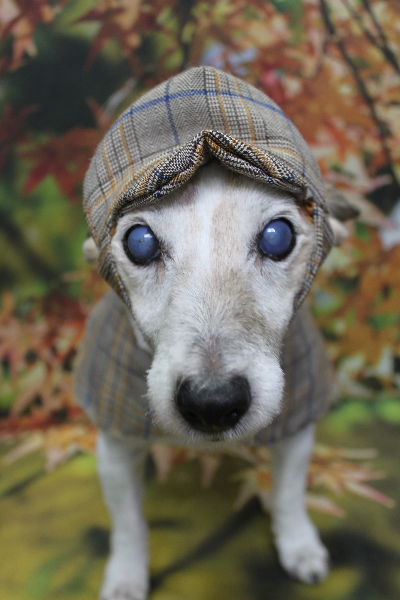 千葉県船橋市のジャックラッセルのトリミング画像