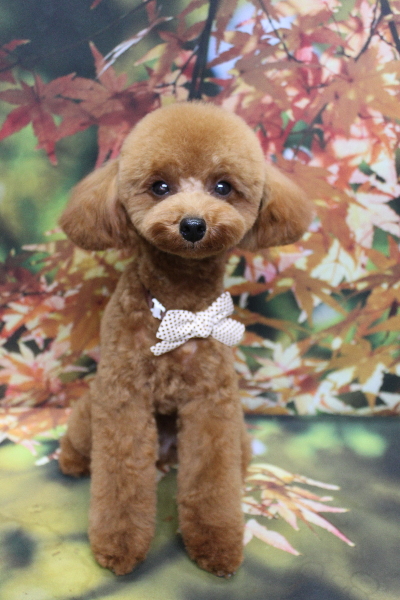 千葉県船橋市のトイプードルのトリミング画像