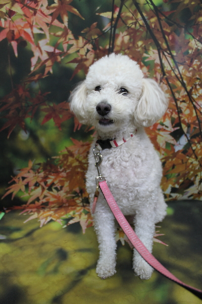 千葉県鎌ヶ谷市のトイプードルのトリミング前画像