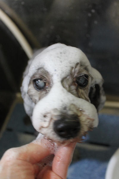 千葉県船橋市のトイプードルのシャンプー画像