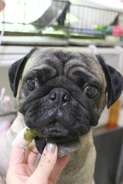 千葉県鎌ケ谷市のパグの歯磨き画像