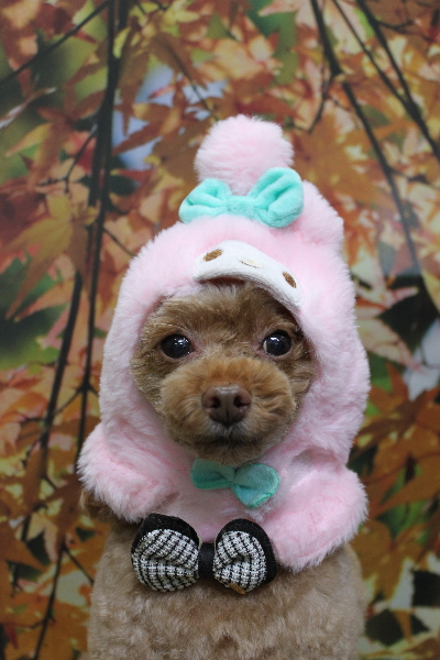 千葉県船橋市のトイプードルのトリミング画像