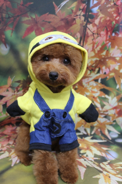 千葉県船橋市のトイプードルのトリミング画像