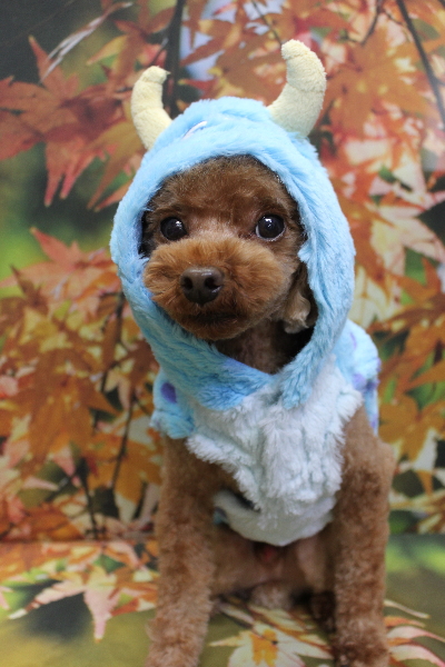 千葉県鎌ケ谷市のトイプードルのトリミング画像