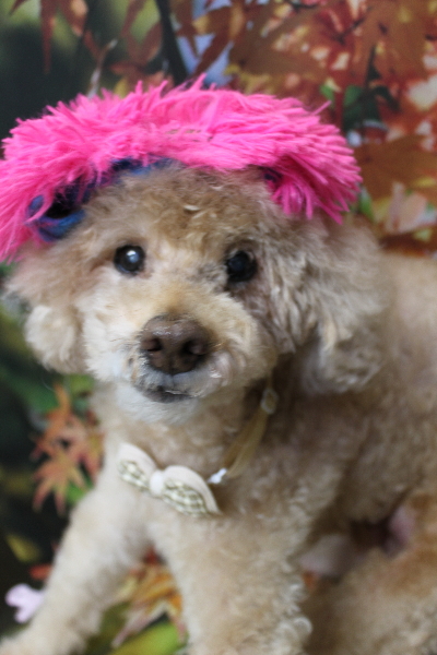 千葉県船橋市のトイプードルのトリミング画像