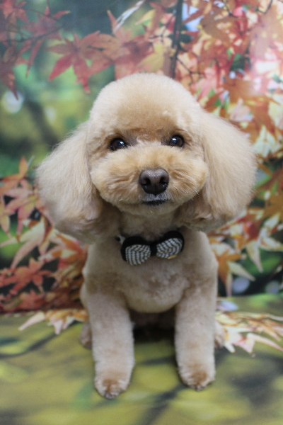 千葉県佐倉市のトイプードルのトリミング画像