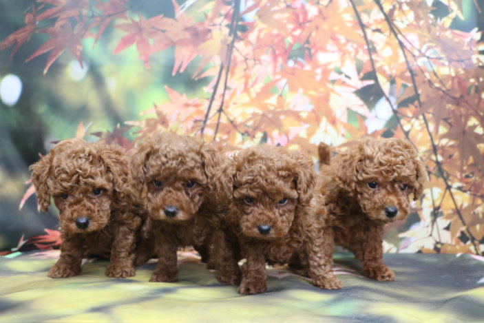 トイプードルブリーダー子犬レッド兄妹犬生後6週間。千葉県鎌ヶ谷市船橋市市川市柏市白井市印西市千葉市ブリーダー画像