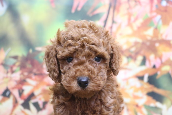 トイプードルブリーダー子犬レッド男の子生後6週間。千葉県鎌ヶ谷市船橋市市川市柏市白井市印西市千葉市ブリーダー画像