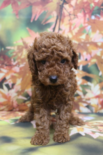 トイプードルブリーダー子犬レッド男の子生後6週間。千葉県鎌ヶ谷市船橋市市川市柏市白井市印西市千葉市ブリーダー画像