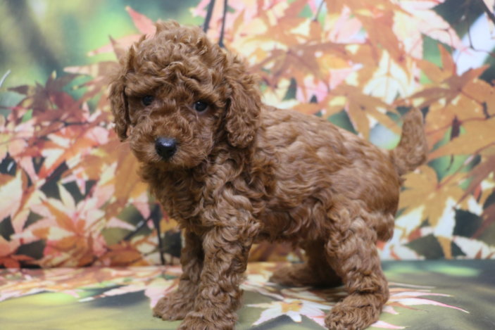 トイプードルブリーダー子犬レッド男の子生後6週間。千葉県鎌ヶ谷市船橋市市川市柏市白井市印西市千葉市ブリーダー画像