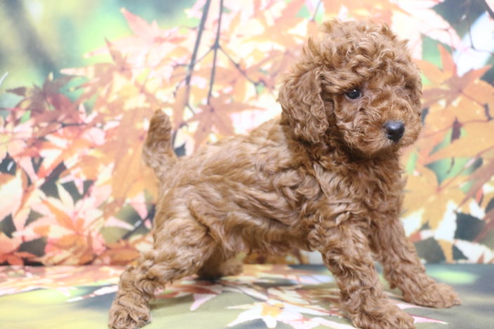 トイプードルブリーダー子犬レッド男の子生後6週間。千葉県鎌ヶ谷市船橋市市川市柏市白井市印西市千葉市ブリーダー画像