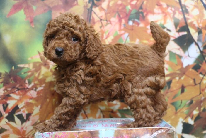 トイプードルブリーダー子犬レッド男の子生後6週間。千葉県鎌ヶ谷市船橋市市川市柏市白井市印西市千葉市ブリーダー画像