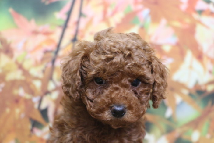 トイプードルブリーダー子犬レッド女の子生後6週間。千葉県鎌ヶ谷市船橋市市川市柏市白井市印西市千葉市ブリーダー画像