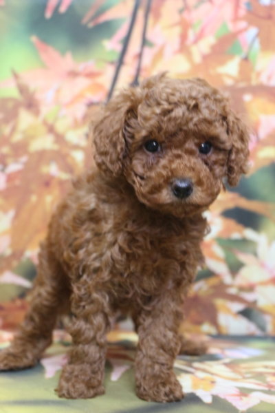 トイプードルブリーダー子犬レッド女の子生後6週間。千葉県鎌ヶ谷市船橋市市川市柏市白井市印西市千葉市ブリーダー画像