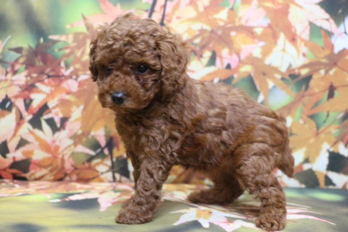 トイプードルブリーダー子犬レッド女の子生後6週間。千葉県鎌ヶ谷市船橋市市川市柏市白井市印西市千葉市ブリーダー画像