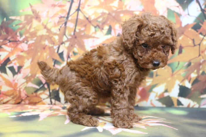 トイプードルブリーダー子犬レッド女の子生後6週間。千葉県鎌ヶ谷市船橋市市川市柏市白井市印西市千葉市ブリーダー画像