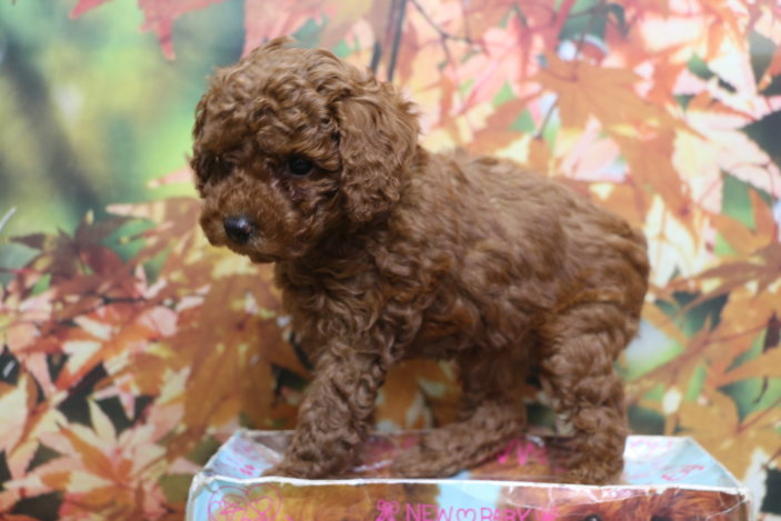 トイプードルブリーダー子犬レッド女の子生後6週間。千葉県鎌ヶ谷市船橋市市川市柏市白井市印西市千葉市ブリーダー画像