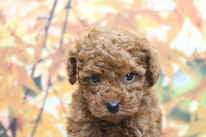 トイプードルブリーダー子犬レッド女の子生後6週間。千葉県鎌ヶ谷市船橋市市川市柏市白井市印西市千葉市ブリーダー画像