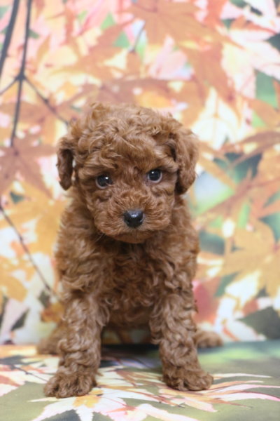 トイプードルブリーダー子犬レッド女の子生後6週間。千葉県鎌ヶ谷市船橋市市川市柏市白井市印西市千葉市ブリーダー画像