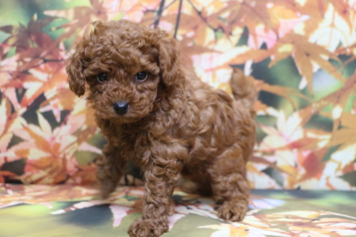 トイプードルブリーダー子犬レッド女の子生後6週間。千葉県鎌ヶ谷市船橋市市川市柏市白井市印西市千葉市ブリーダー画像