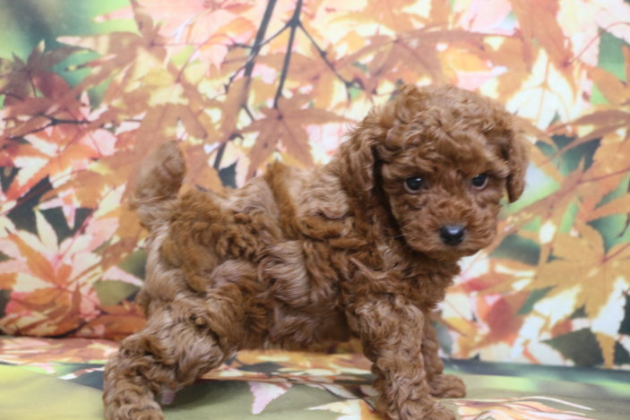 トイプードルブリーダー子犬レッド女の子生後6週間。千葉県鎌ヶ谷市船橋市市川市柏市白井市印西市千葉市ブリーダー画像