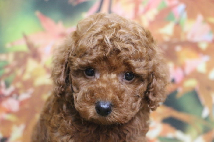 トイプードルブリーダー子犬レッド男の子生後7週間。千葉県鎌ヶ谷市船橋市市川市柏市白井市印西市千葉市ブリーダー画像