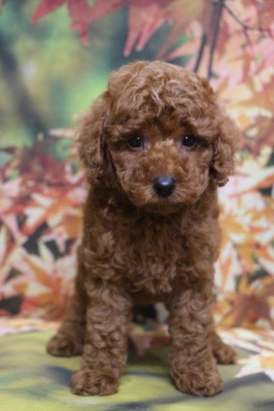 トイプードルブリーダー子犬レッド男の子生後7週間。千葉県鎌ヶ谷市船橋市市川市柏市白井市印西市千葉市ブリーダー画像