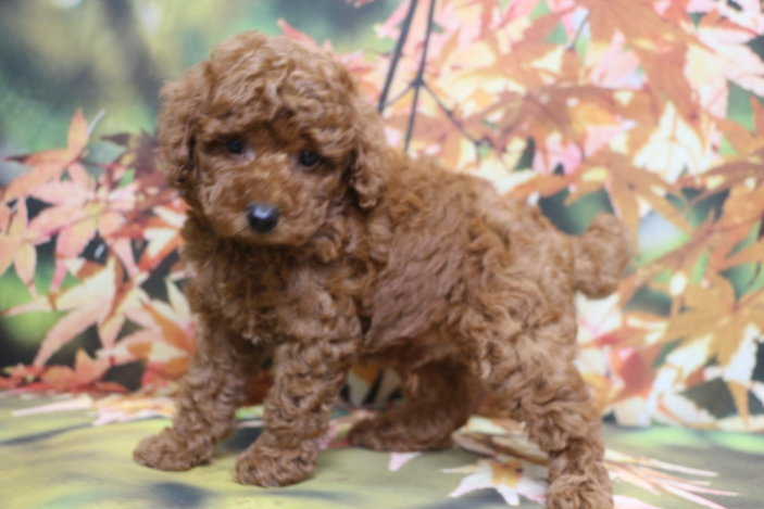 トイプードルブリーダー子犬レッド男の子生後7週間。千葉県鎌ヶ谷市船橋市市川市柏市白井市印西市千葉市ブリーダー画像