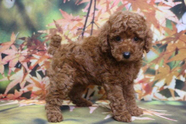 トイプードルブリーダー子犬レッド男の子生後7週間。千葉県鎌ヶ谷市船橋市市川市柏市白井市印西市千葉市ブリーダー画像