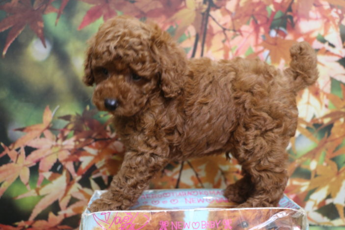 トイプードルブリーダー子犬レッド男の子生後7週間。千葉県鎌ヶ谷市船橋市市川市柏市白井市印西市千葉市ブリーダー画像