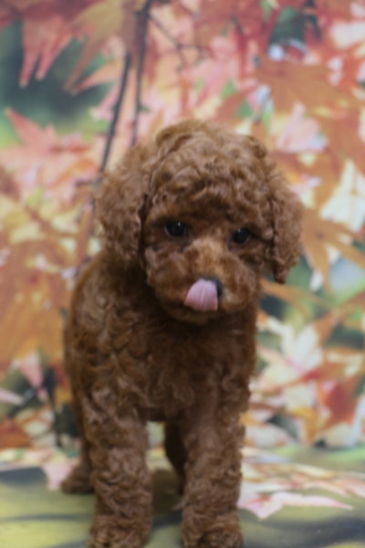 トイプードルブリーダー子犬レッド女の子生後7週間。千葉県鎌ヶ谷市船橋市市川市柏市白井市印西市千葉市ブリーダー画像