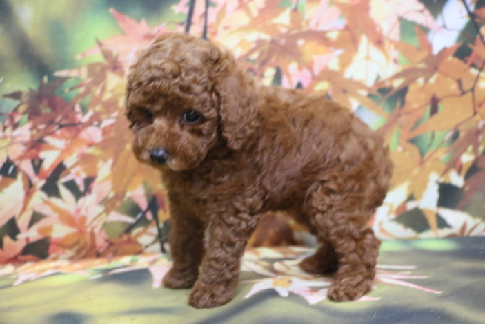 トイプードルブリーダー子犬レッド女の子生後7週間。千葉県鎌ヶ谷市船橋市市川市柏市白井市印西市千葉市ブリーダー画像