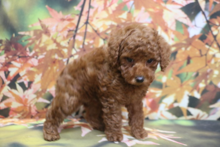 トイプードルブリーダー子犬レッド女の子生後7週間。千葉県鎌ヶ谷市船橋市市川市柏市白井市印西市千葉市ブリーダー画像