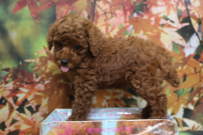 トイプードルブリーダー子犬レッド女の子生後7週間。千葉県鎌ヶ谷市船橋市市川市柏市白井市印西市千葉市ブリーダー画像