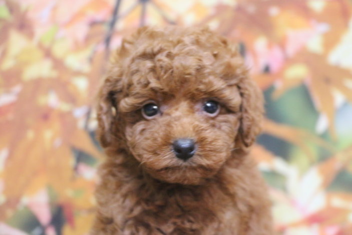 トイプードルブリーダー子犬レッド女の子生後7週間。千葉県鎌ヶ谷市船橋市市川市柏市白井市印西市千葉市ブリーダー画像