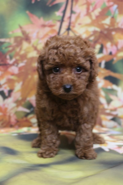 トイプードルブリーダー子犬レッド女の子生後7週間。千葉県鎌ヶ谷市船橋市市川市柏市白井市印西市千葉市ブリーダー画像