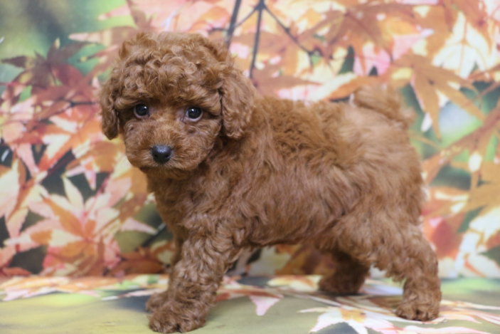 トイプードルブリーダー子犬レッド女の子生後7週間。千葉県鎌ヶ谷市船橋市市川市柏市白井市印西市千葉市ブリーダー画像