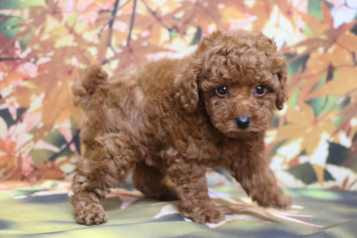 トイプードルブリーダー子犬レッド女の子生後7週間。千葉県鎌ヶ谷市船橋市市川市柏市白井市印西市千葉市ブリーダー画像