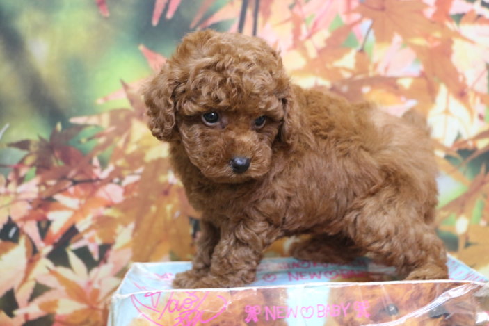 トイプードルブリーダー子犬レッド女の子生後7週間。千葉県鎌ヶ谷市船橋市市川市柏市白井市印西市千葉市ブリーダー画像