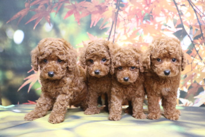 トイプードルブリーダー子犬レッド兄妹犬生後7週間。千葉県鎌ヶ谷市船橋市市川市柏市白井市印西市千葉市ブリーダー画像