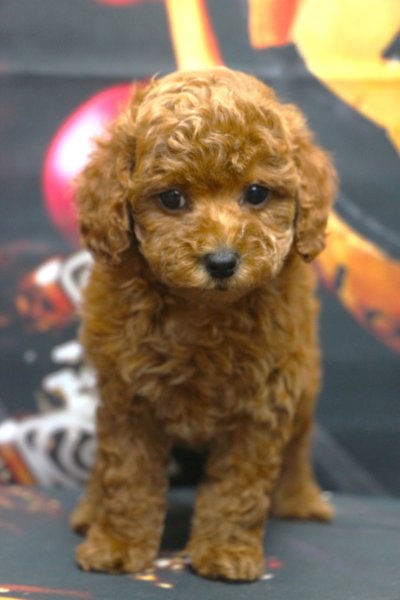 トイプードルブリーダー子犬レッド女の子生後7週間。千葉県鎌ヶ谷市船橋市市川市柏市白井市印西市千葉市ブリーダー画像