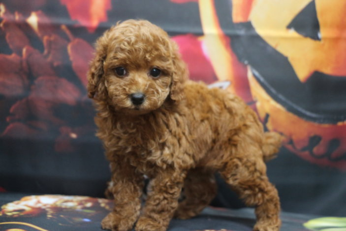 トイプードルブリーダー子犬レッド女の子生後7週間。千葉県鎌ヶ谷市船橋市市川市柏市白井市印西市千葉市ブリーダー画像