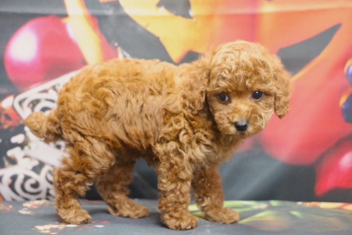 トイプードルブリーダー子犬レッド女の子生後7週間。千葉県鎌ヶ谷市船橋市市川市柏市白井市印西市千葉市ブリーダー画像