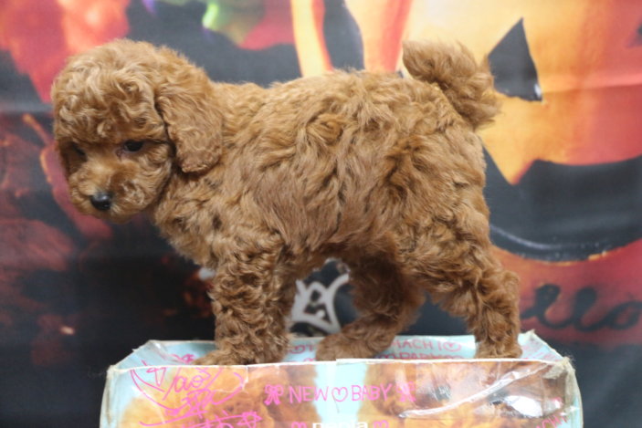 トイプードルブリーダー子犬レッド女の子生後7週間。千葉県鎌ヶ谷市船橋市市川市柏市白井市印西市千葉市ブリーダー画像