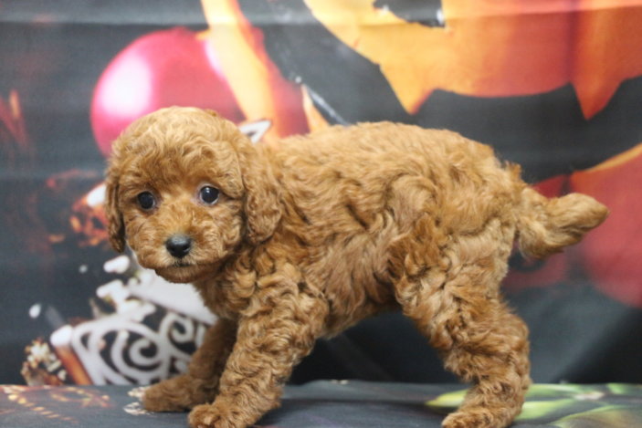 トイプードルブリーダー子犬レッド女の子生後7週間。千葉県鎌ヶ谷市船橋市市川市柏市白井市印西市千葉市ブリーダー画像