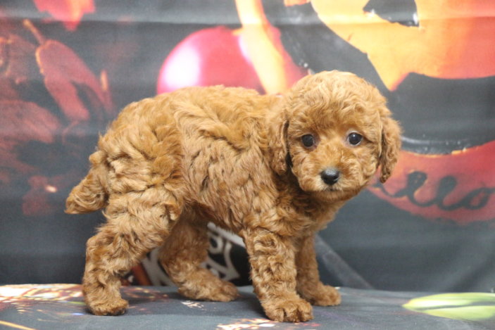 トイプードルブリーダー子犬レッド女の子生後7週間。千葉県鎌ヶ谷市船橋市市川市柏市白井市印西市千葉市ブリーダー画像